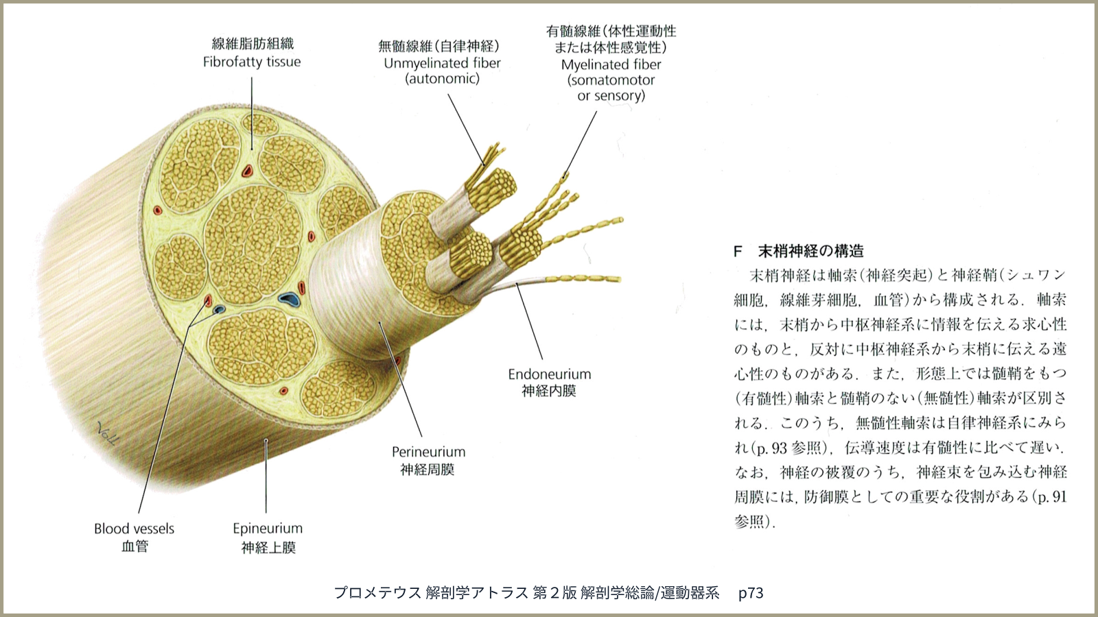 末梢神経の構造